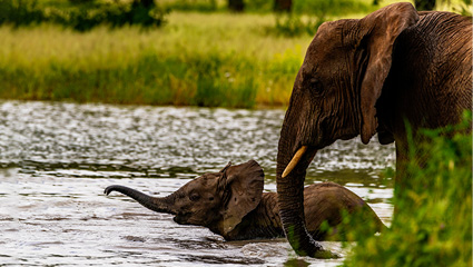 Best Time to Visit Tarangire for Wildlife Viewing