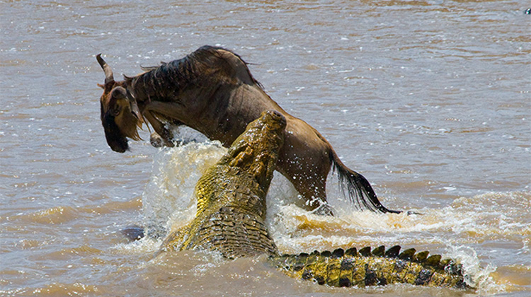 Wildebeest grazing with a Safari-TZ open-roof game vehicle behind — Great Migration tour