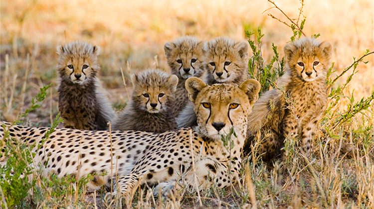 The Ngorongoro Crater rim with the volcanic caldera floor below — wildlife viewing at altitude