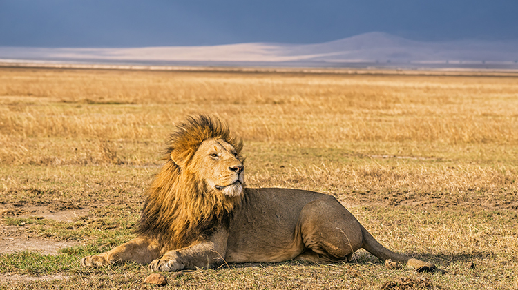 Serengeti National Park  Safari Guide