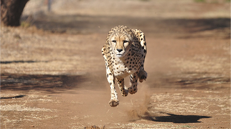 Public campsite tents under an acacia on the Ngorongoro rim — Budget 7-day Tanzania safari