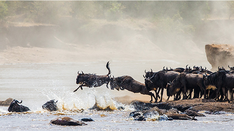 Best Time to Visit Serengeti for Wildebeest Migration .
