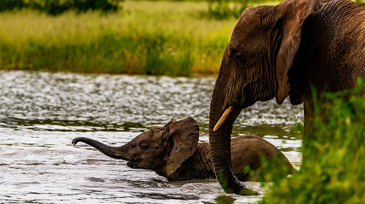 Guest photographing an elephant family from a Safari-TZ Land Cruiser pop-top — Tanzania photography safari