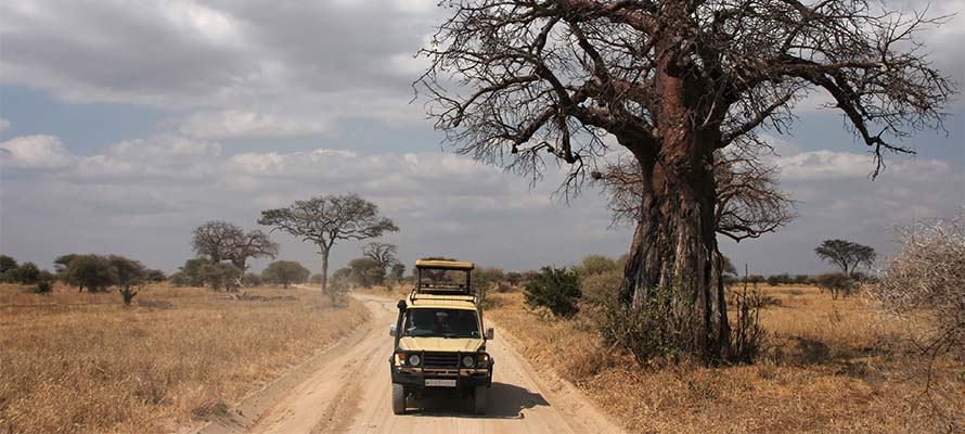 Is Tanzania Good for a First-Time Safari? Honest Answer